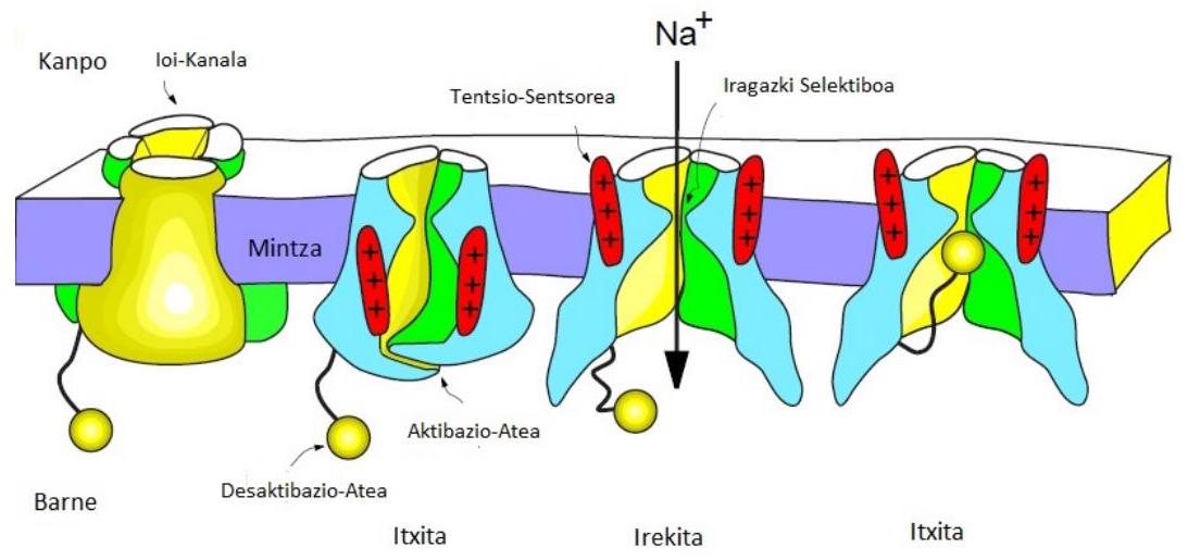Figure 2 from the thesis